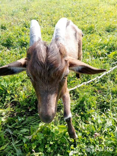 Козел 28.03.23 родился