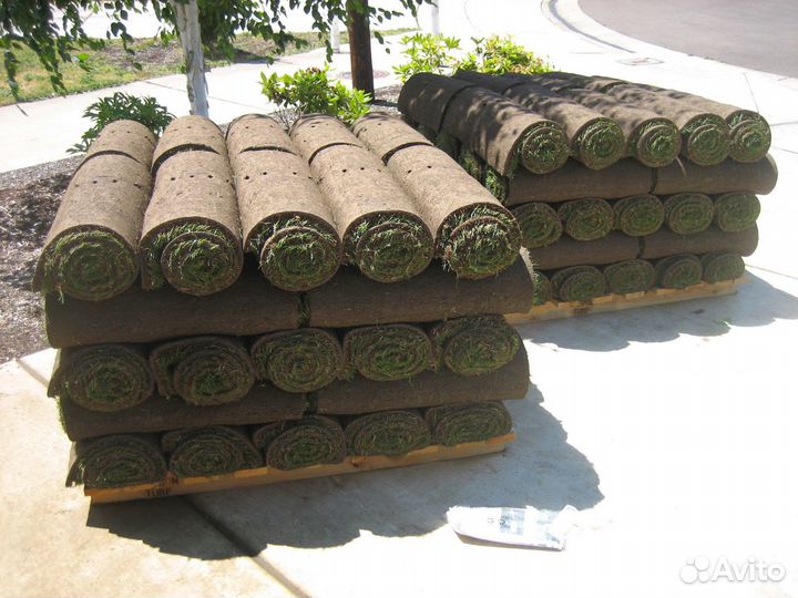 Рулонный газон г.Омск