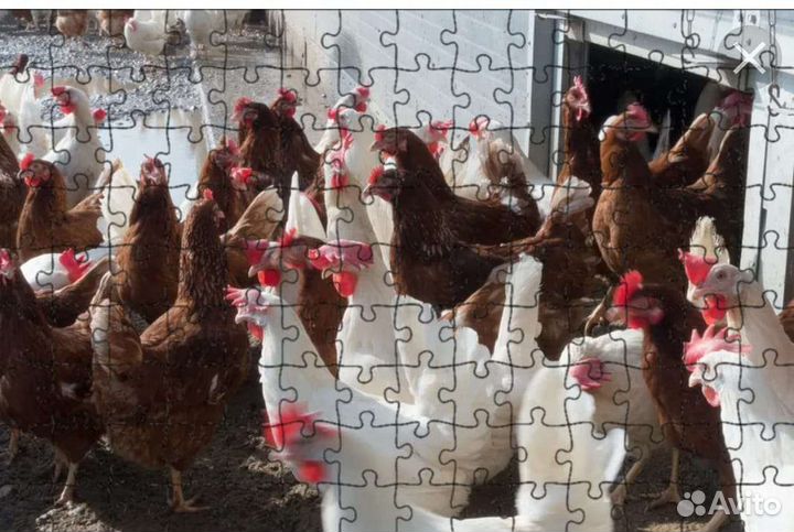 Удобрение куриный помёт