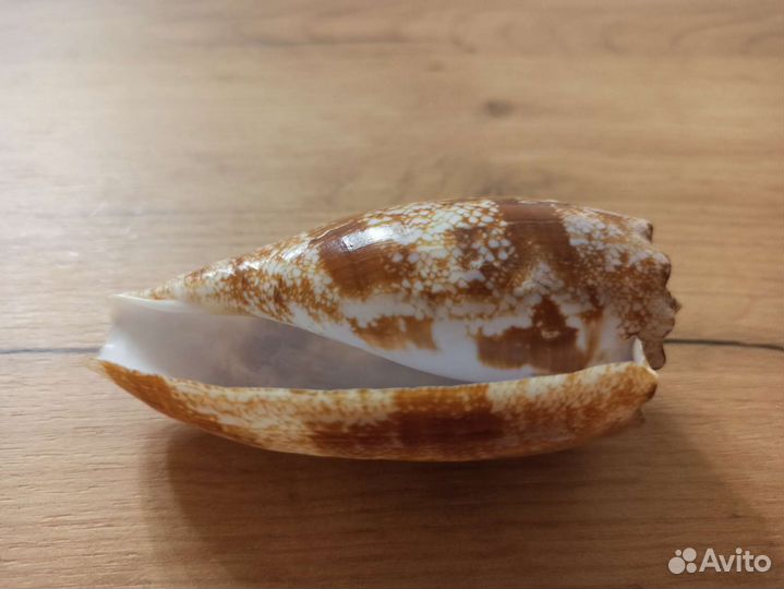 Морская раковина