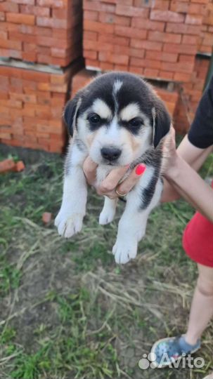 Собака в добрые руки отдам бесплатно