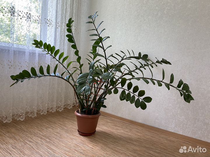 Комнатные растения