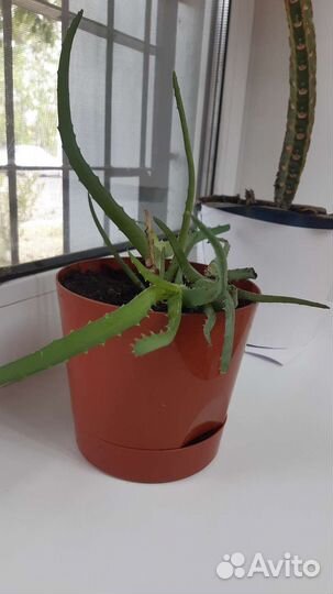 Комнатные цветы алоэ