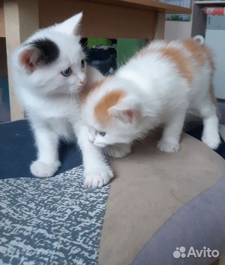 Котенок мальчик 1 месяц