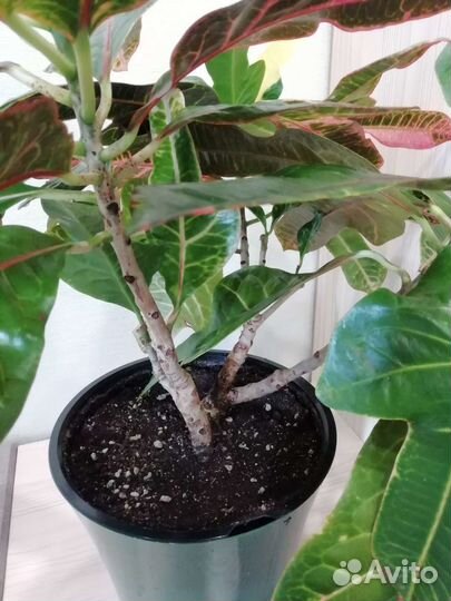 Кротон Миссис Айстон и Экселент