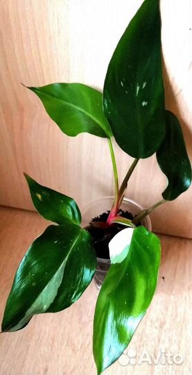 Филодендроны, эпипренум