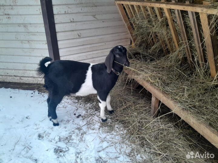 Козлята подрощенные