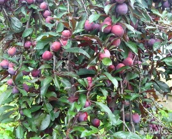 Саженцы яблони, груши, вишни, черешни, черевишни