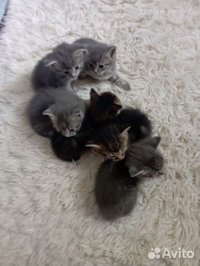 Отдам котят