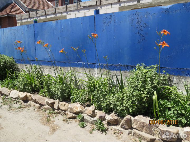 Уличные растения