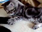 Персидская и экзотическая порода котят объявление продам