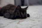Котята Мейн - Кун объявление продам