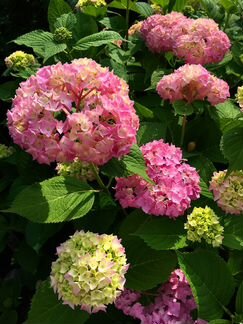 Продаю черенки розовой гортензии