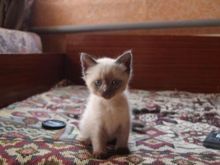 Котята сиамские (тайские)