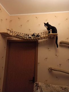 Лестница для кота