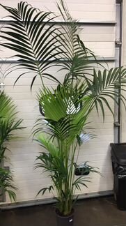 Пальма Ховея XXL H 220 см