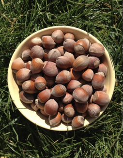 Фундук в скорлупе