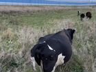 Коровы телки и бычки