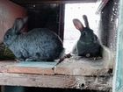 Кролики породы Фландер объявление продам