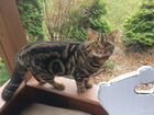 Шотландский кот приглашает на вязку