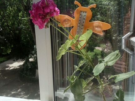 Пеларгония герань