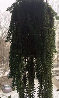 Очиток Моргана