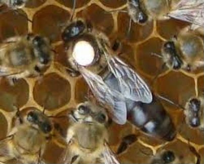 Пчелы матки