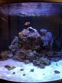 Морской мини аквариум