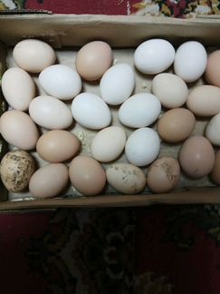 Яйца инкубационные домашние