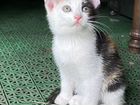 Котенок девочка трехцветная объявление продам