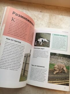 Гвен Бэйли « О чем думает ваша собака»