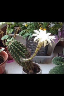 Кактус детка