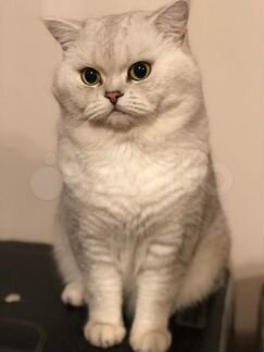 Вязка кот британец