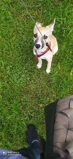 Двортерьер ;)