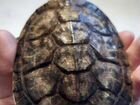 Краснаухая черепаха