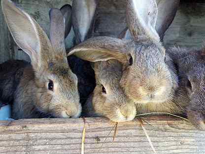 авито вышний животные