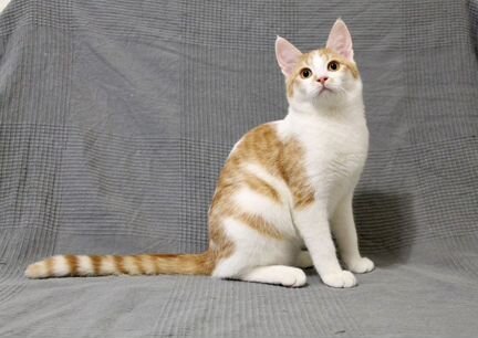 Котик Кевин ищет дом (6 месяцев)