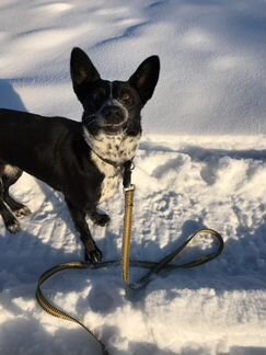 Собака в дар