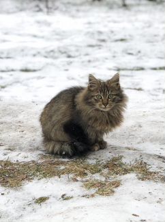 Пушистый котёнок