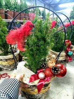 Ель в горшочке