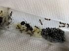 Колония муравьев Матка + 20-30 жнецов. Муравьиные