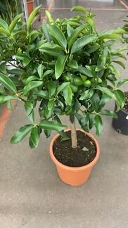 Кумкват цитрус весь в плодах Н 75 см