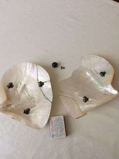 Перламутровые раковины