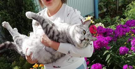 Молодой котик Дениска в добрые руки