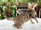 Бенгальские котята (Питомник)