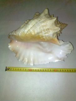 Ракушка большая морская 27см