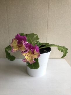 Цветы стрептокарпусы