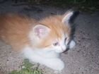 Рыжий котенок мальчик. От мамы -трехцветной кошки объявление продам