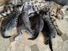 Предлагаю котят от бенгальской кошки, рождены 6 ию