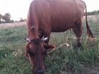 Корова дойные